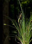 Willdenow's sedge